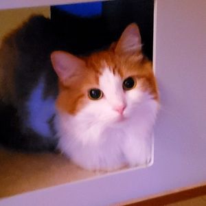 Meet your Posher